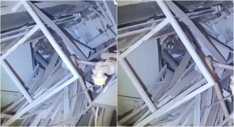 Onça-parda é resgatada em empresa de Salto: veja o vídeo emocionante!