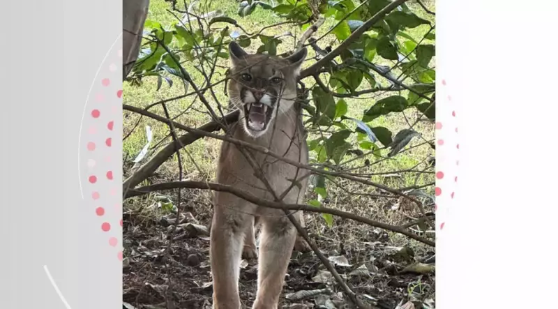 Onça-parda invade residências em Cambé: saiba como agir em situações como essa