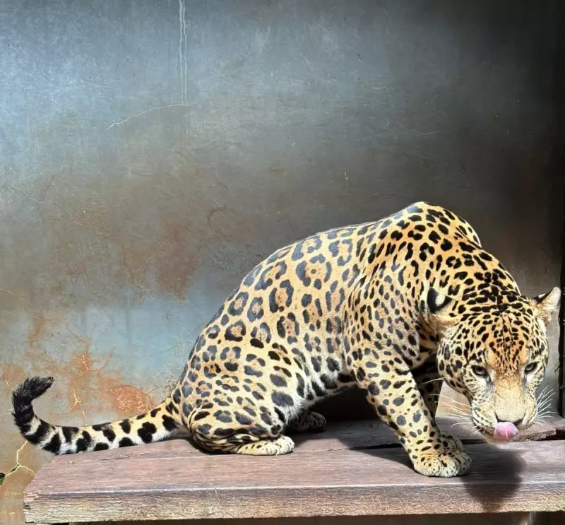 Onça-pintada resgatada de cativeiro ilegal no Pará é levada para zoológico em Rio Preto