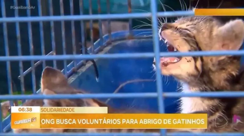 ONG busca voluntários para abrigar gatos resgatados das enchentes no Rio Grande do Sul