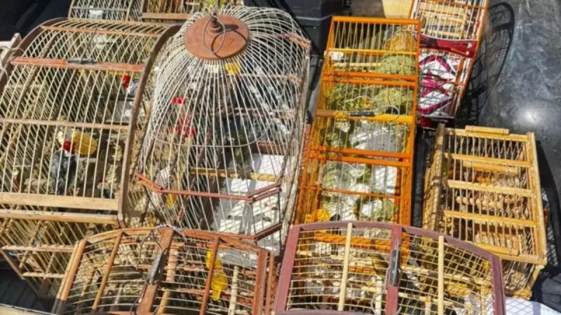 Operação da PM resgata 19 aves silvestres em feira ilegal em Salvador