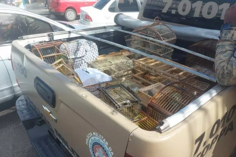 Operação da PM resgata 87 aves silvestres em feira de Simões Filho — veja detalhes