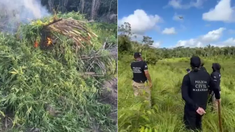 Operação da Polícia Civil apreende e destrói 10 mil pés de maconha na Baixada Maranhense