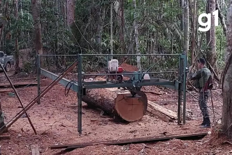 Operação fecha garimpo ilegal de madeira na Amazônia mato-grossense — veja detalhes