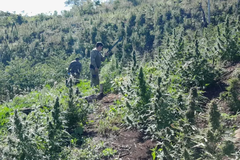 Operação histórica: Brasil e Paraguai destroem 600 toneladas de maconha em ação conjunta