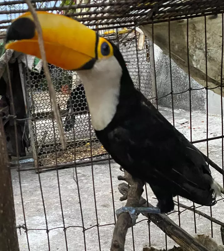 Operação resgata 70 animais silvestres em Cocal da Estação, PI: veja detalhes