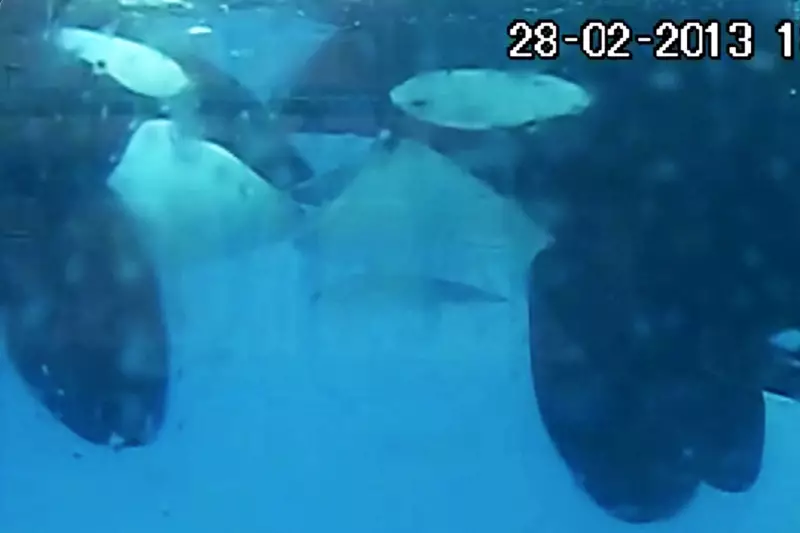 Orcas são flagradas em raro momento de afeto: beijo de língua na natureza