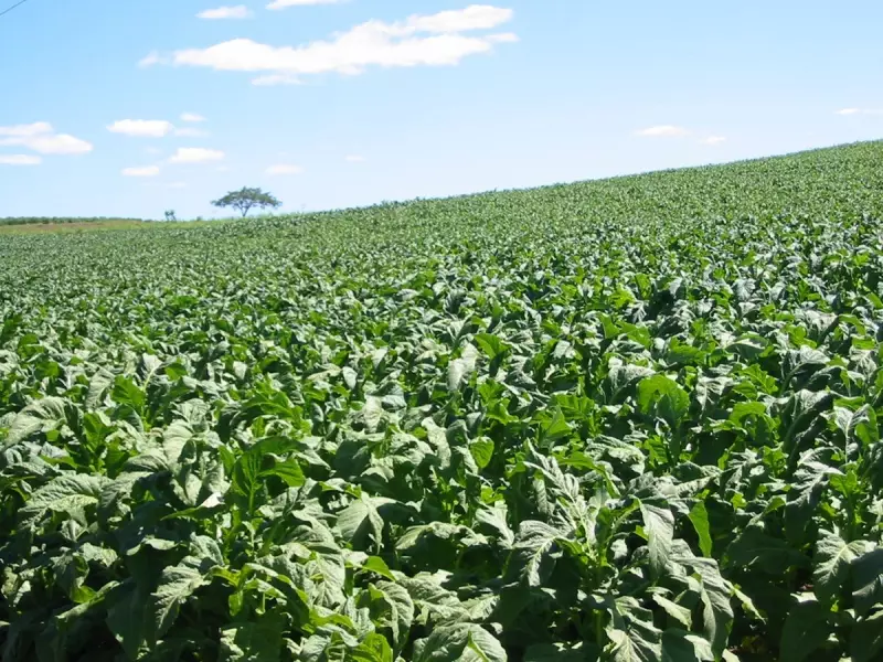 Overdose de nicotina: os riscos ocultos do cultivo de tabaco para agricultores em Santa Catarina