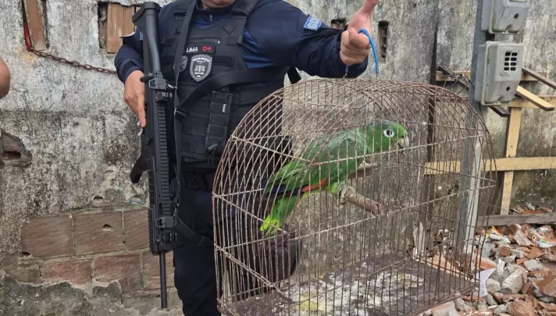 Papagaio furtado do Zoológico da Bica é recuperado em comunidade de João Pessoa