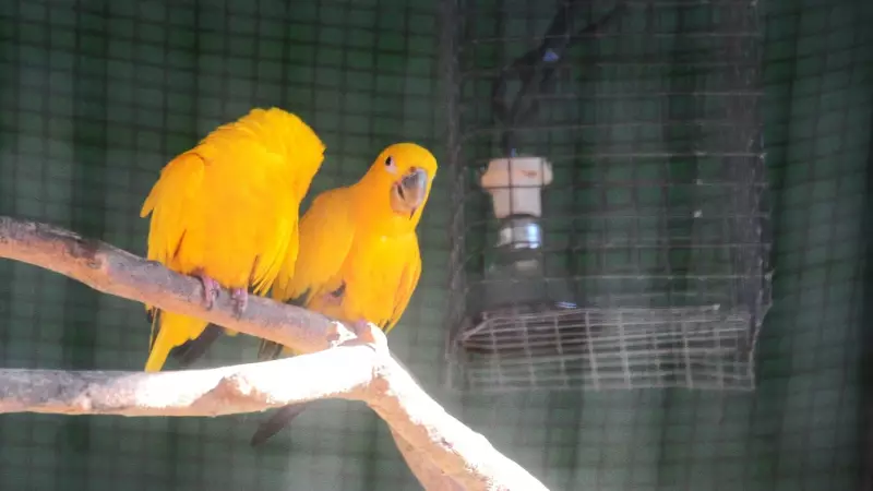 Parque das Aves intensifica cuidados com animais durante o inverno em Foz do Iguaçu