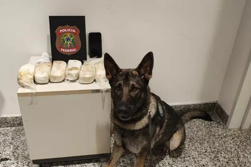 Passageiro tenta fugir do Aeroporto do Recife após cão farejador da PF encontrar 3 kg de pasta base de cocaína em sua mochila
