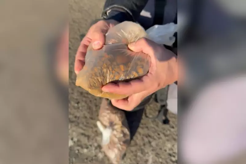 Pedra da vesícula bovina: o 'ouro animal' que vale uma fortuna e movimenta o agronegócio