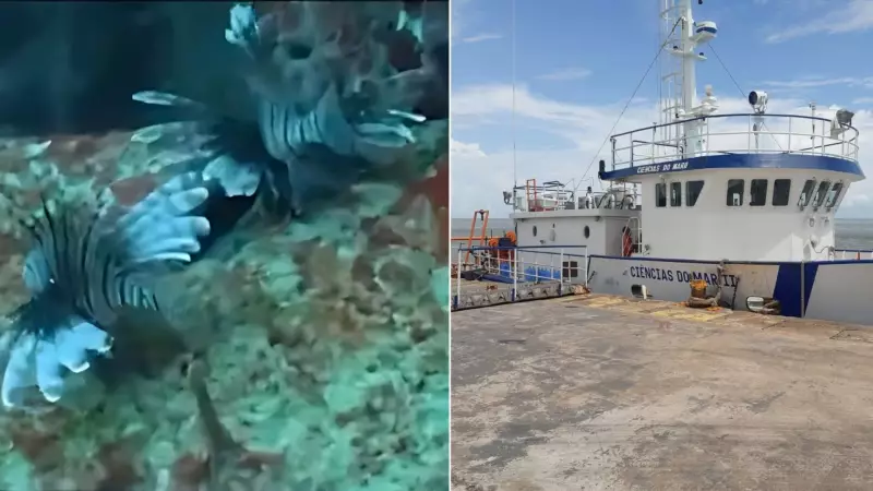 Peixe invasor e venenoso é descoberto em parque marinho do Maranhão e ameaça corais