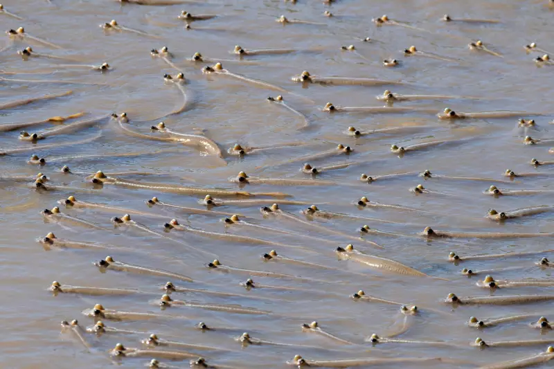 Peixe quatro-olhos: o incrível animal que enxerga dentro e fora d'água