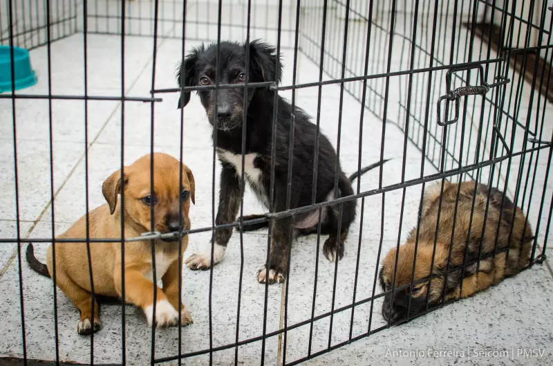 Peludos à espera de amor: cães e gatos resgatados buscam famílias em São Vicente