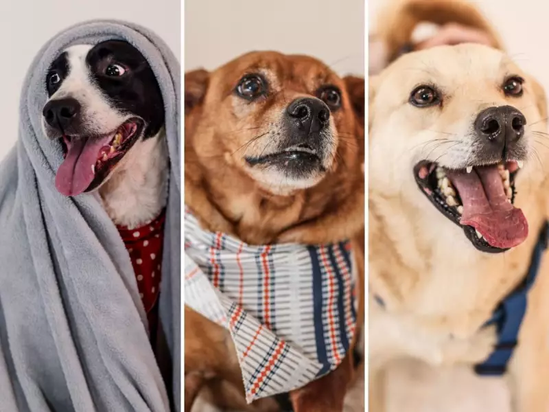 Peludos de Blumenau brilham como modelos e sonham com um lar cheio de amor