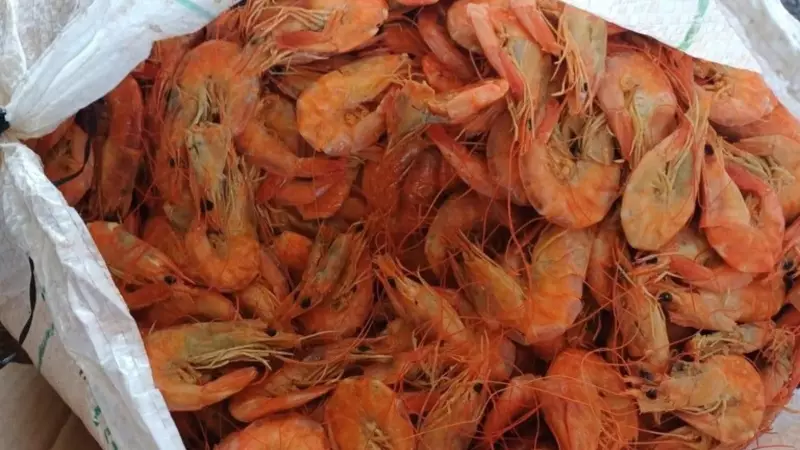 Pescado impróprio para consumo: 13 toneladas apreendidas em ônibus no Piauí