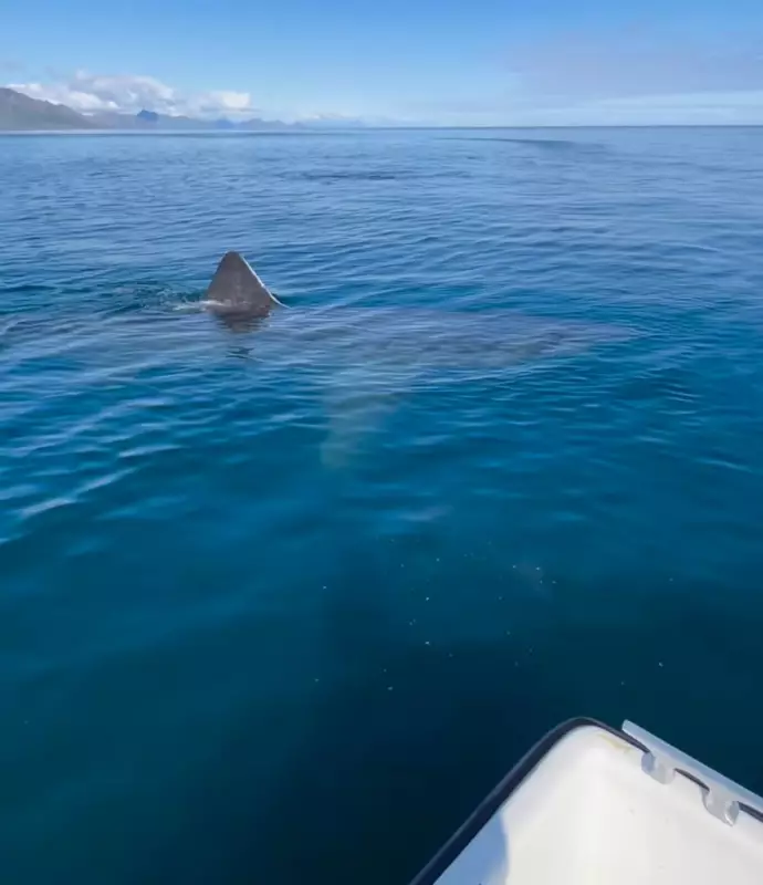 Pescador tem encontro assustador com tubarão na Noruega e vídeo viraliza
