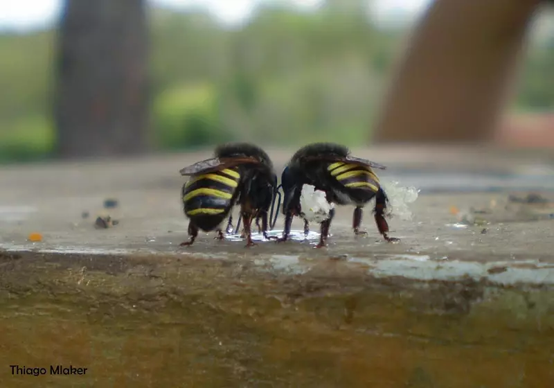 Pesquisa revela: própolis de abelha pode ser arma secreta contra a dengue