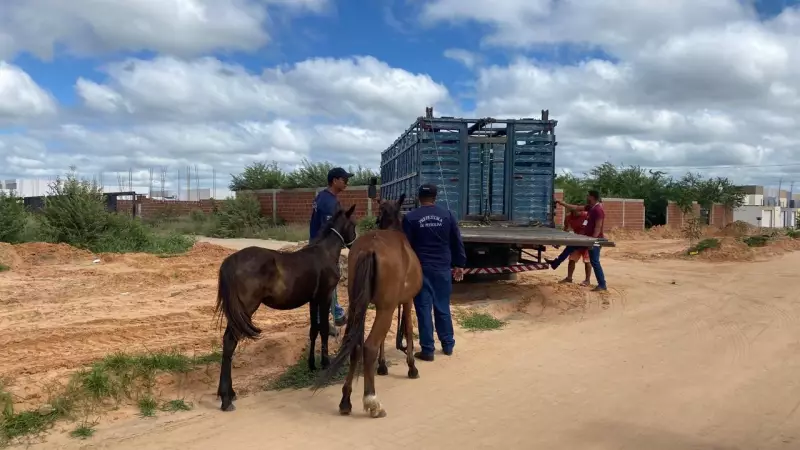 Petrolina resgata quase mil animais abandonados nas ruas no primeiro semestre de 2025
