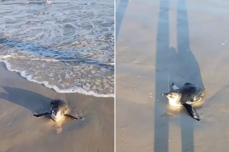 Pinguim perdido é resgatado em Guarujá após ser achado desorientado na praia — veja o vídeo emocionante!