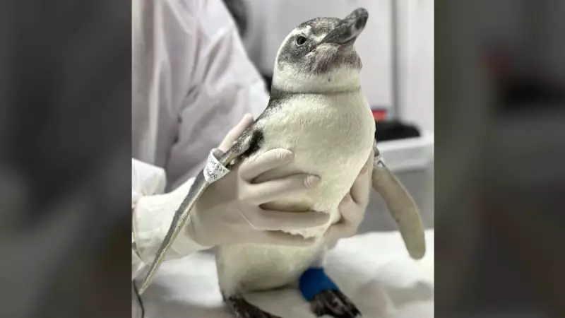 Pinguins-de-Magalhães enfrentam jornada mortal pela costa brasileira: muitos não sobrevivem