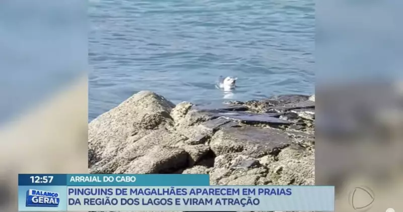 Pinguins-de-Magalhães invadem praias da Região dos Lagos e encantam turistas