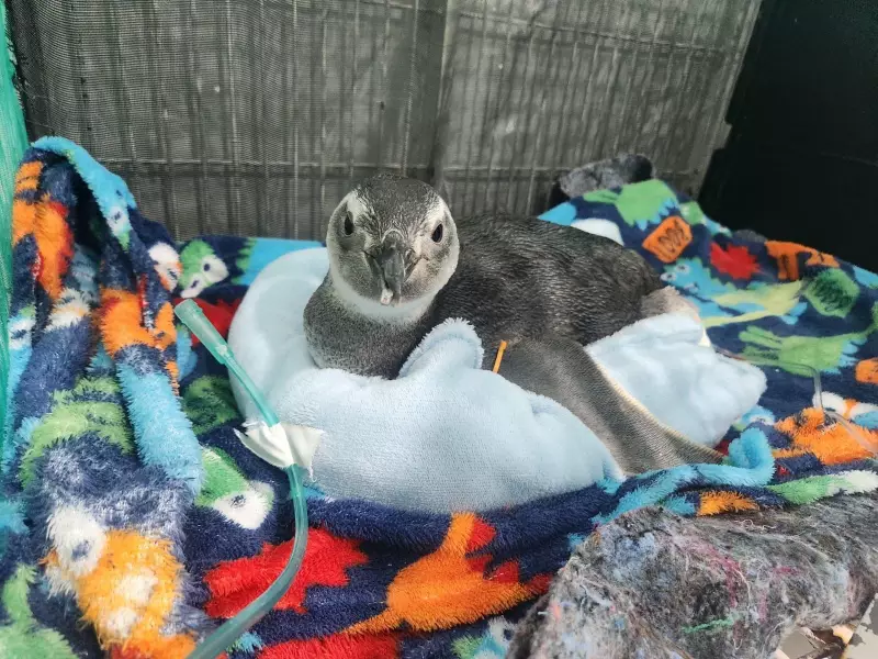 Pinguins-de-Magalhães são resgatados em praias da Região dos Lagos durante o inverno