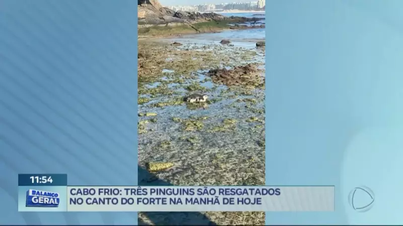 Pinguins debilitados são resgatados em Cabo Frio (RJ): ação mobiliza autoridades e voluntários