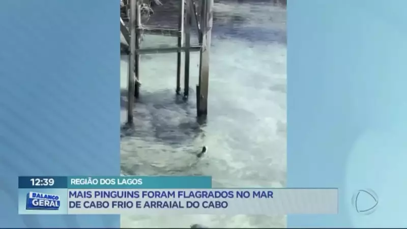Pinguins invadem o litoral fluminense: um espetáculo da natureza que encanta moradores e turistas