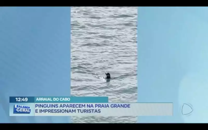 Pinguins surpreendem turistas ao aparecerem na Praia Grande no RJ