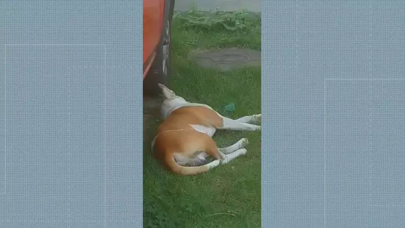 Pitbull assustador é capturado após causar pânico em condomínio na Pavuna, RJ