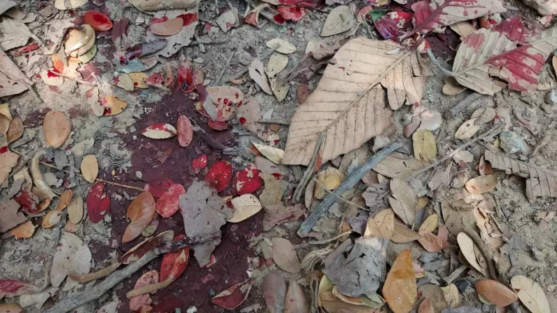 Pitbull ataca e fere cachorra na Zona Oeste de São Paulo: saiba detalhes