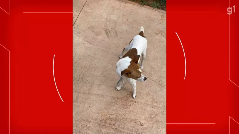 Pitbull ataca e mata cachorro no Riacho Fundo: caso choca moradores e é registrado na polícia