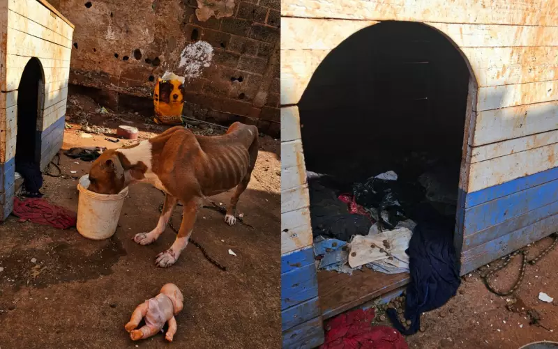 Pitbull é resgatado em situação de maus-tratos em Jaboticabal: veja detalhes
