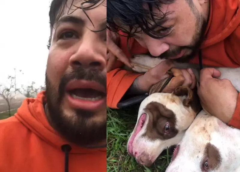 Pitbulls que atacaram professor de Muay Thai eram usados como segurança em terreno de obra, diz tutor