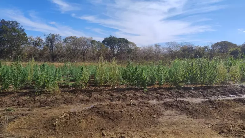Plantação de maconha com 400 pés é descoberta atrás de canavial em Lassance: veja detalhes