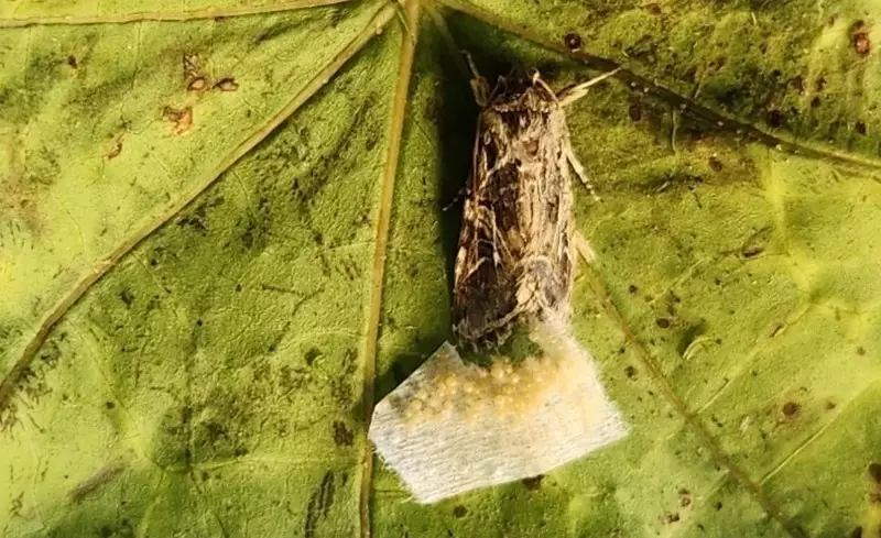Plantas emitem sons secretos e animais entendem a mensagem, revela estudo revolucionário