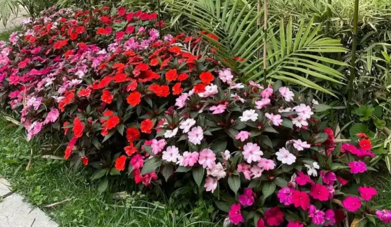 Plantas Perigosas no Seu Jardim: Conheça as Espécies que Podem Virar uma Ameaça