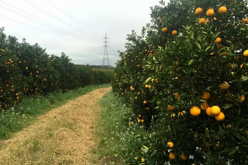 Plantas tóxicas ameaçam laranjais no MS: ação de erradicação começa nesta semana