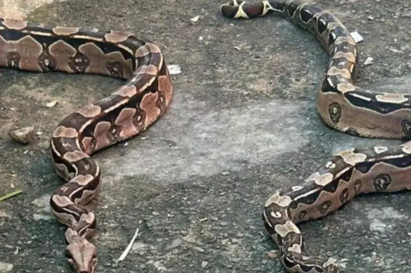 Polícia Ambiental resgata duas jiboias em capela de São Caetano, na Bahia