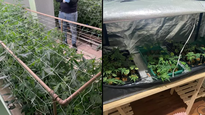 Polícia apreende mais de 400 pés de maconha em residência de Sorocaba