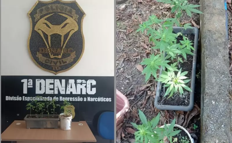 Polícia desmantela plantação de maconha com 200 pés no Tocantins e destrói sistema de irrigação
