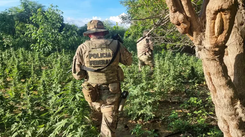 Polícia destrói 13 mil pés de maconha no sertão e impede produção de 4 toneladas da droga
