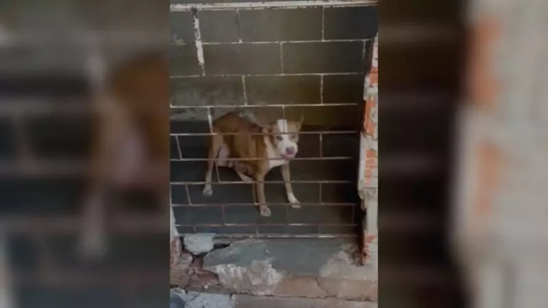 Polícia encontra canil clandestino com pitbulls vítimas de maus-tratos em São José do Rio Preto