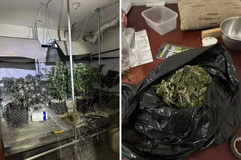 Polícia encontra estufas de maconha em residência de Campinas: veja detalhes da operação