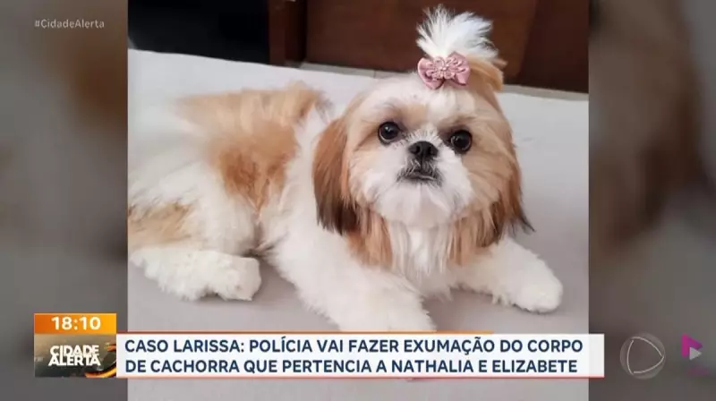 Polícia investiga possível envenenamento de cadela de Nathalia Garnica em São Paulo