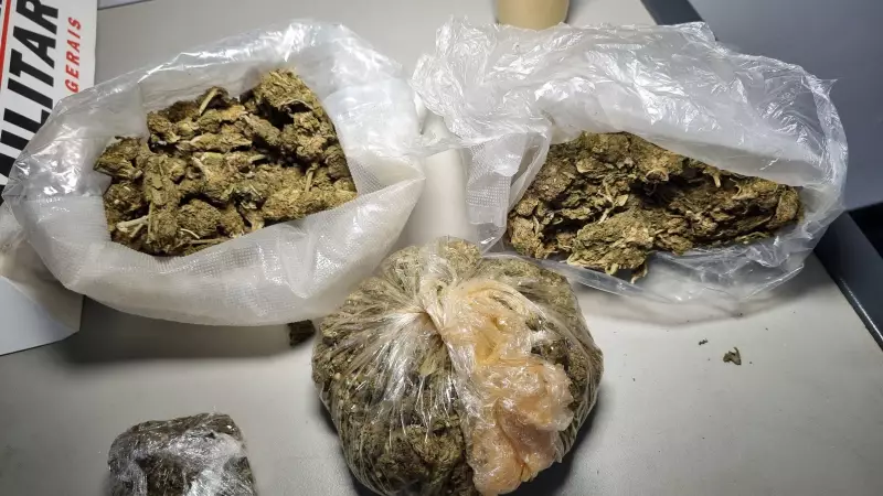 Polícia Militar apreende maconha superpotente em Passos, MG: efeito pode ser 5 vezes maior