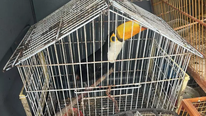 Polícia Militar resgata aves silvestres mantidas ilegalmente em Feira de Santana — veja detalhes