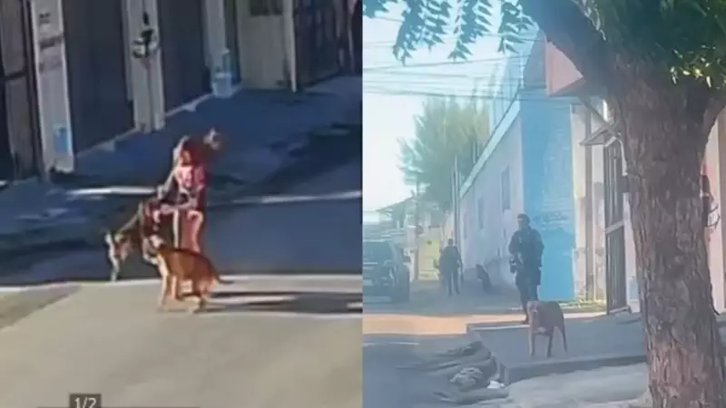 Policial militar atira em Pitbull após ataque a outro cão e tutora em Fortaleza; veja o vídeo